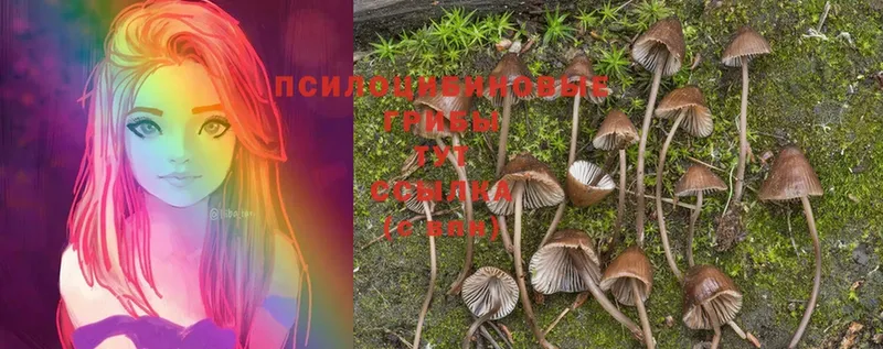 купить   Мураши  Галлюциногенные грибы Psilocybine cubensis 